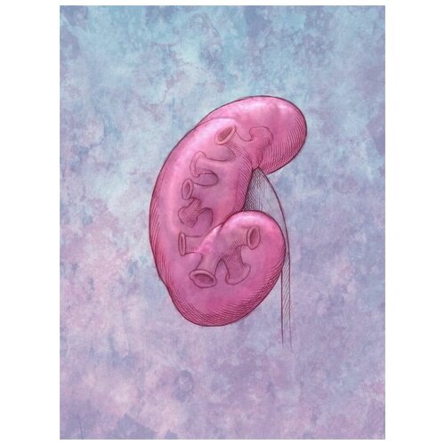      (Kidney) 50. x 67.,  2470   