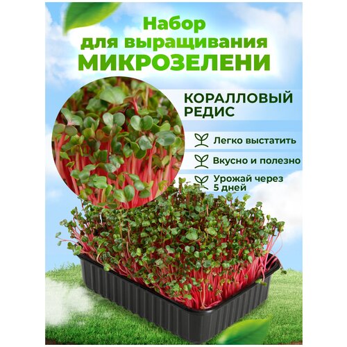 Набор для проращивания микрозелени 
