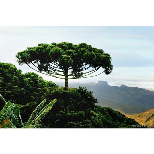    (. Araucaria angustifolia)  1,  700  MagicForestSeeds