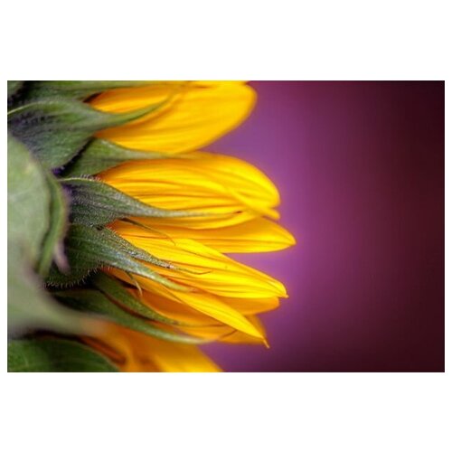    (Sunflower) 6 60. x 40. 1950
