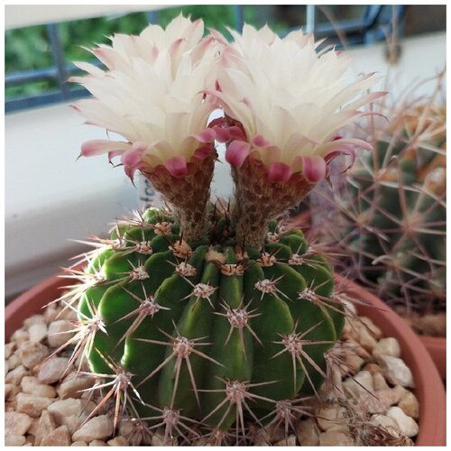     Acanthocalycium spiniflorum VG-1270 10 . 350