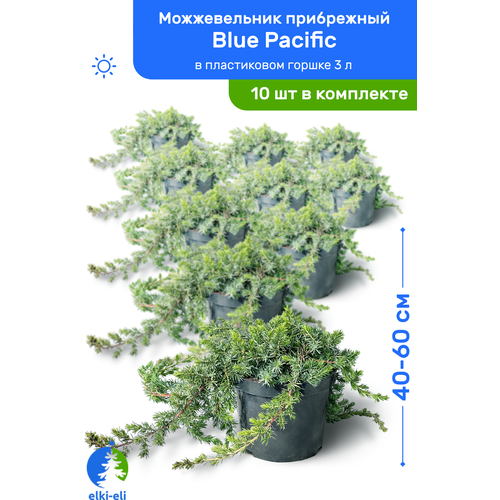 Можжевельник прибрежный Blue Pacific (Блю Пацифик) 40-60 см в пластиковом горшке 3 л, саженец, хвойное живое растение, комплект из 10 шт 21500р