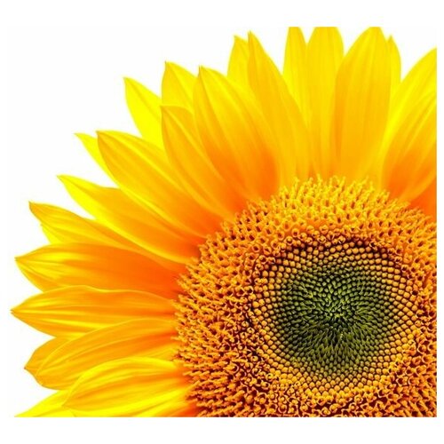     (Sunflower) 9 45. x 40. 1590