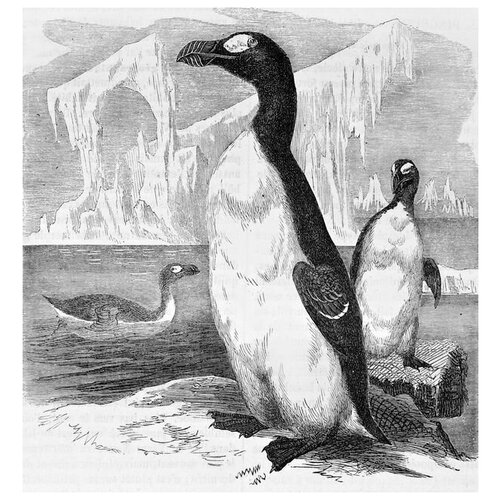     (Penguins) 5 30. x 32. 1060
