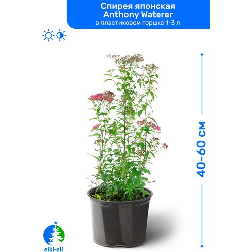 Спирея японская Энтони Ватерер (Anthony Waterer) 40-60 см в пластиковом горшке 1-3 л, саженец, лиственное живое растение 1495р
