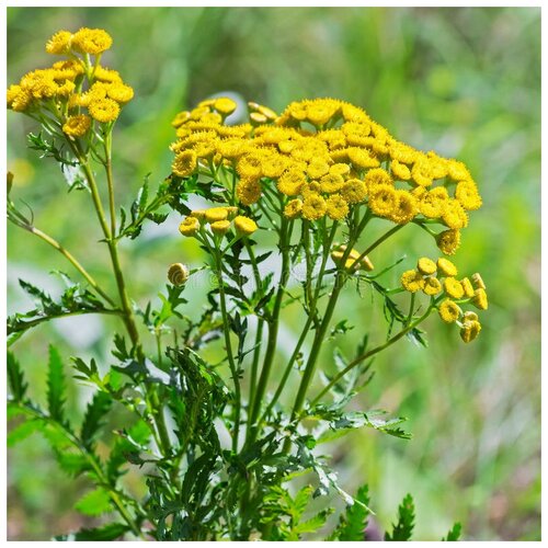   (. Tanacetum vulgare)  500  350