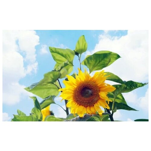     (Sunflower) 4 48. x 30. 1410