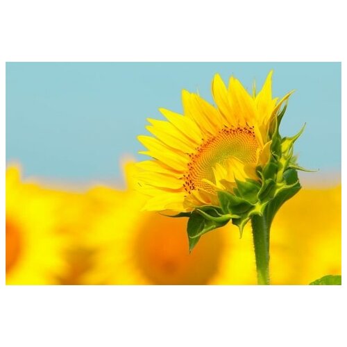     (Sunflower) 8 75. x 50. 2690