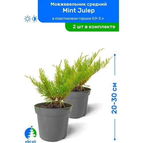 Можжевельник средний Mint Julep (Минт Джулеп) 20-30 см в пластиковом горшке 0,9-3 л, саженец, хвойное живое растение, комплект из 2 шт 1898р