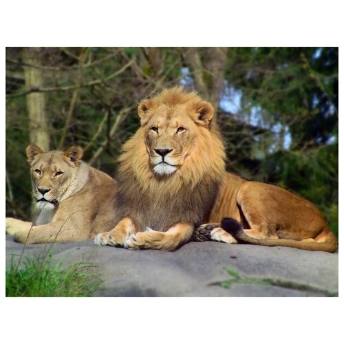      (Lions) 2 67. x 50.,  2470   