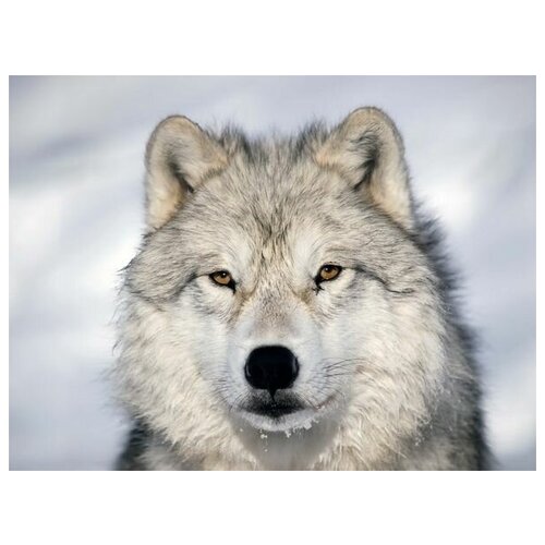     (Wolf) 4 67. x 50. 2470