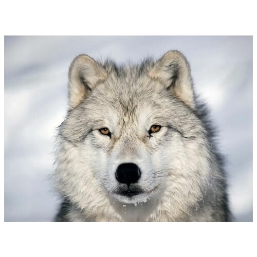     (Wolf) 4 53. x 40. 1800