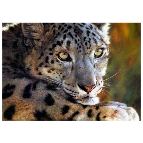      (Leopard) 3 71. x 50.,  2580   