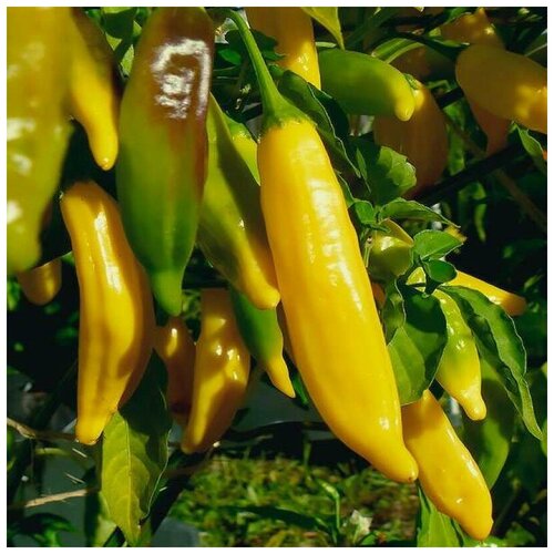     Aji Lemon 5 . 320