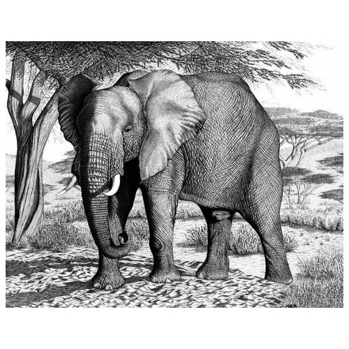     (Elephant) 5 51. x 40. 1750