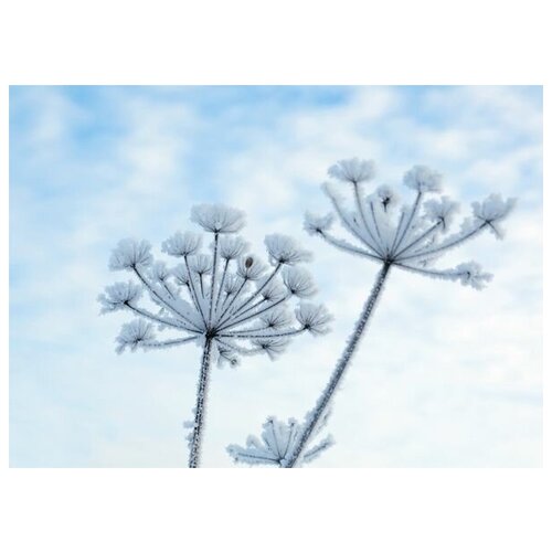 ������ �� ������ ����������� �������� (Snow-covered plants) 42��. x 30��. 1270�