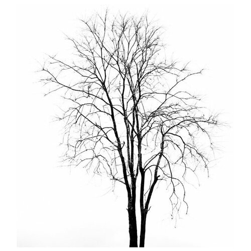        (A tree on a white background) 30. x 33. 1070