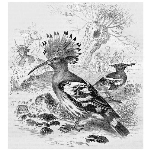     (Hoopoe) 50. x 54. 2090