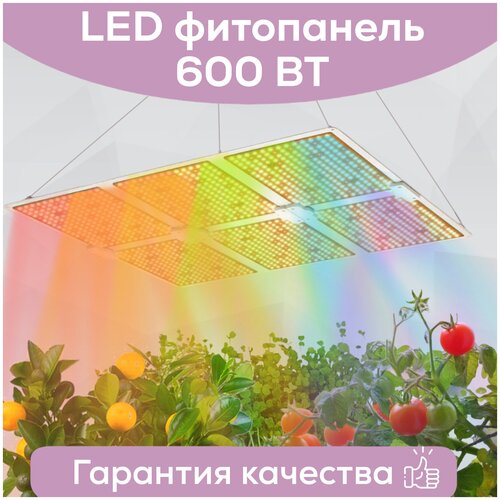    Megaphoton LED 600  , .     Quantum board ( ) 39000