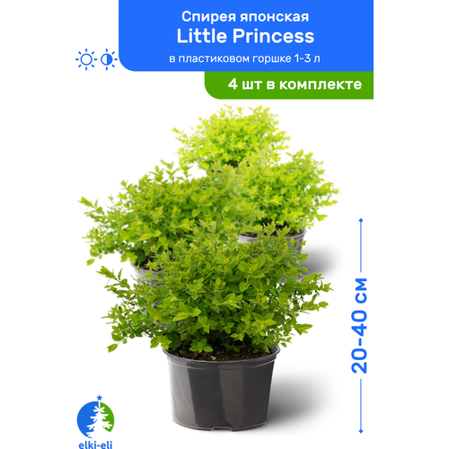 Спирея японская Little Princess (Литтл Принцесс) 20-40 см в пластиковом горшке 1-3 л, саженец, лиственное живое растение, комплект из 4 шт 4380р