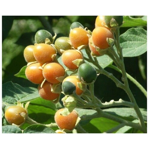 Тамарилло Семена Мини (Цифомандра абутилоновидная, Solanum abutiloides) 5 шт. 410р