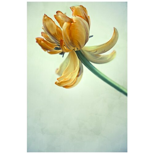      (Orange flower) 2 30. x 45. 1340