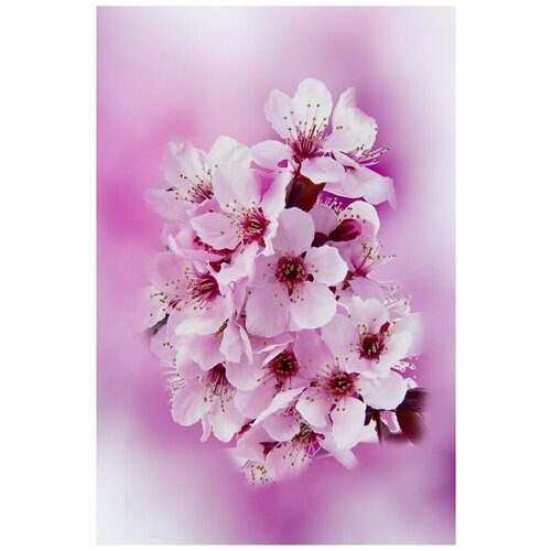 ������ �� ������ ������ (Sakura) �19 30��. x 45��. 1340�