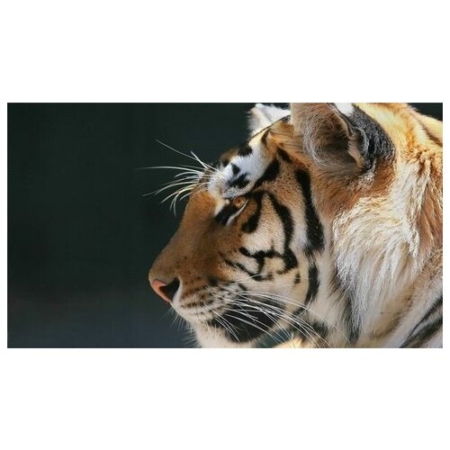       (Bengal tiger) 1 71. x 40.,  2230   
