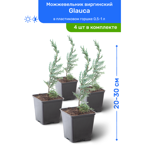 Можжевельник виргинский Glauca 20-30 см в пластиковом горшке 0,5-1 л, саженец, хвойное живое растение, комплект из 4 шт 4380р
