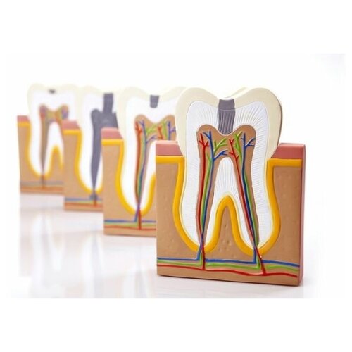      (Models of the teeth) 75. x 50. 2690
