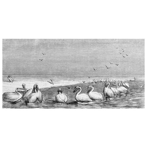     (Pelicans) 2 61. x 30. 1690