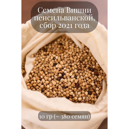 Семена Вишни пенсильванской 1000р