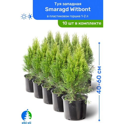 Туя западная Smaragd Witbont (Смарагд Витбонт) 40-60 см в пластиковом горшке 1-2 л, саженец, хвойное живое растение, комплект из 10 шт 20950р
