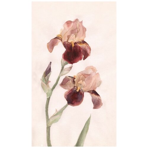    (Irises) 4 30. x 51. 1470