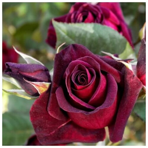 Роза чайно-гибридная Блэк Баккара ( 40-60 см С5 ) 2979р