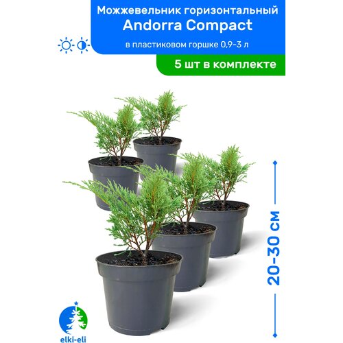 Можжевельник горизонтальный Andorra Compact (Андорра Компакт) 20-30 см в пластиковом горшке 0,9-3 л, саженец, хвойное живое растение, комплект из 5 шт 5475р