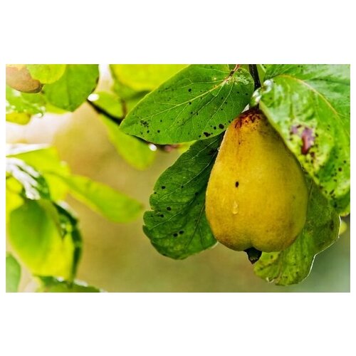     (Pear) 4 75. x 50. 2690