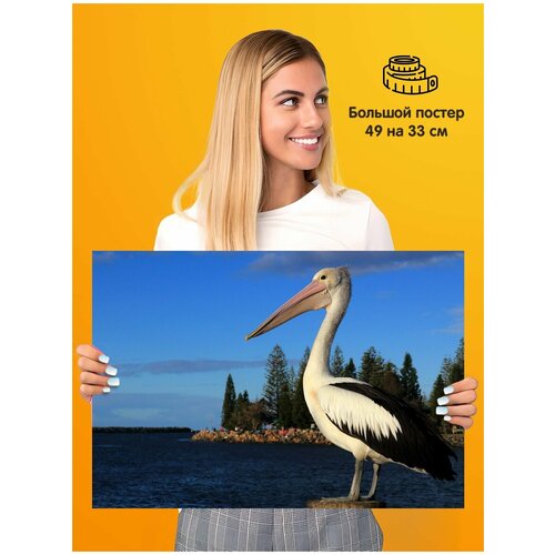 ������ Bird ����� ������� 339�