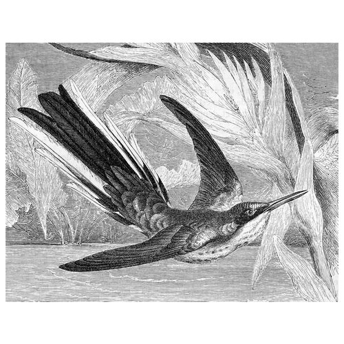        (Bird in flight) 64. x 50.,  2370   
