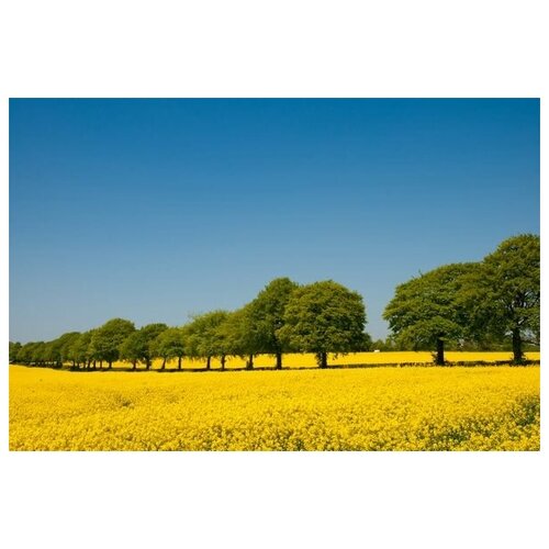          (Trees next to the yellow flowers) 75. x 50. 2690