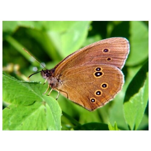     (Butterfly) 6 67. x 50. 2470
