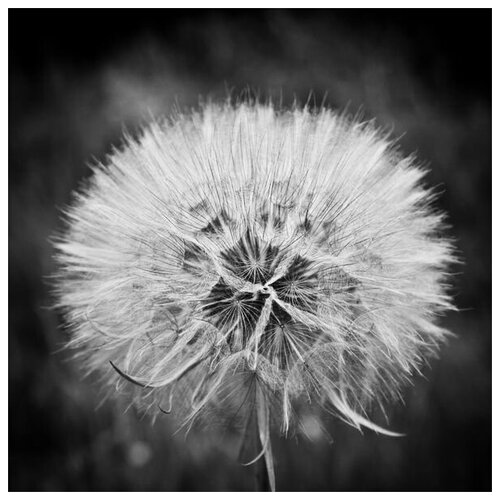     (Dandelion) 5 30. x 30. 1000