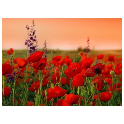      (Field of poppies) 1 41. x 30. 1260
