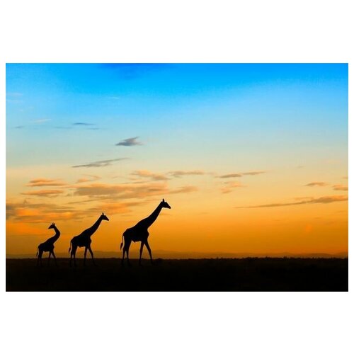       (Giraffes in Africa) 2 75. x 50. 2690