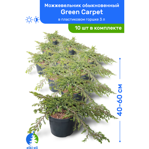Можжевельник обыкновенный Green Carpet (Грин Карпет) 40-60 см в пластиковом горшке 3 л, саженец, хвойное живое растение, комплект из 10 шт 21500р