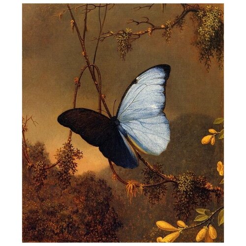      (Blue Morpho Butterfly)    30. x 36. 1130