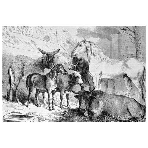      (Livestock) 45. x 30. 1340