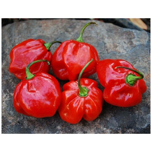 Перец Ямайский Красный (лат. Jamaican Red Pepper ) семена 5шт 460р