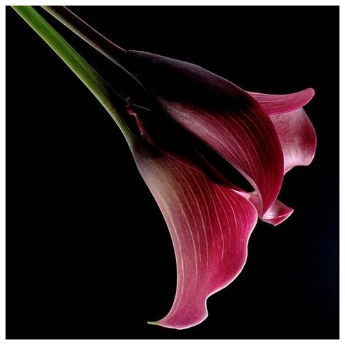       (pink lily) 1 40. x 40.,  1460   
