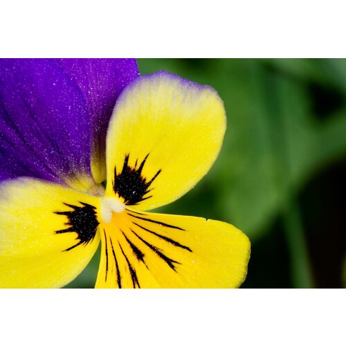   (. Viola tricolor)  100 345